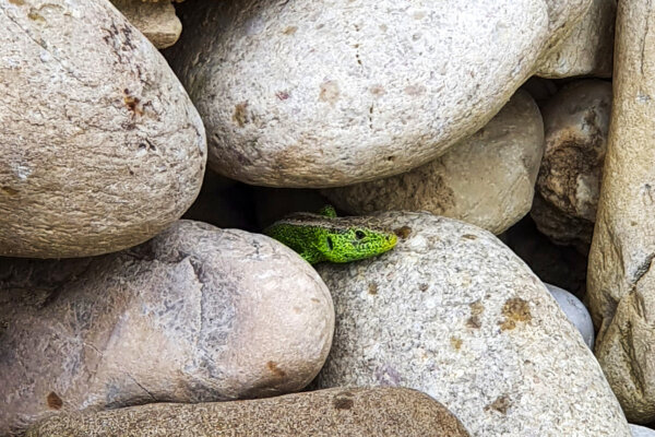 Kigro Zirkulariteat oekologische Aufwertung 04